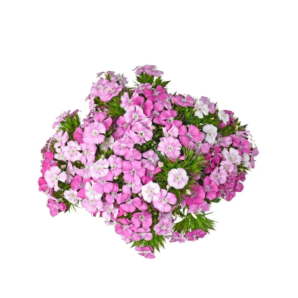 Dianthus - Rose Magic - Santa Maria Garden