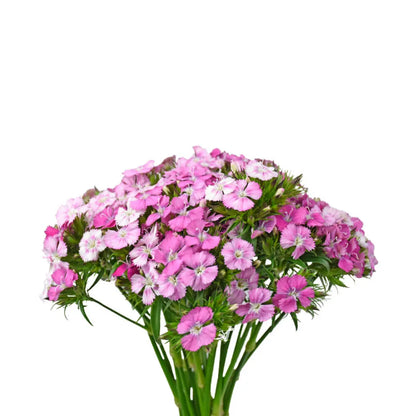 Dianthus - Rose Magic - Santa Maria Garden