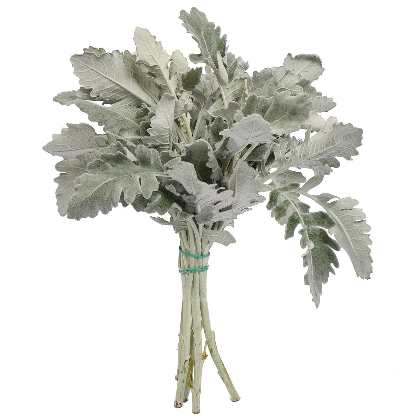 Dusty Miller - Santa Maria Garden