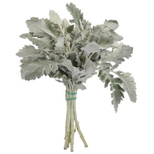 Dusty Miller - Santa Maria Garden