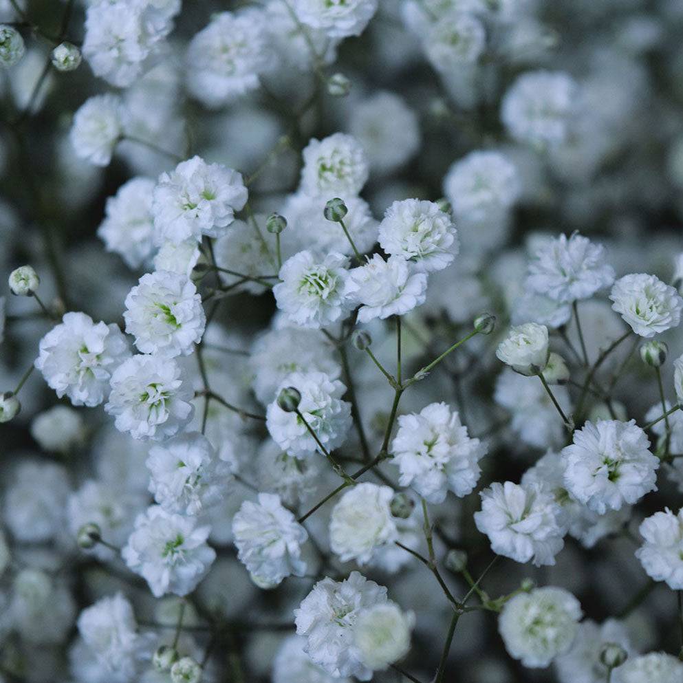 Gypsophila Xlence - Santa Maria Garden