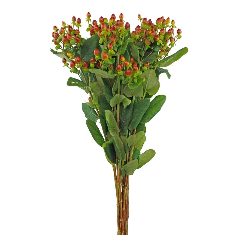 Hypericum - Hot Pink - Santa Maria Garden
