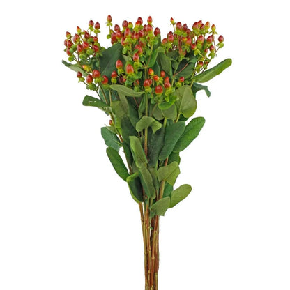 Hypericum - Hot Pink - Santa Maria Garden