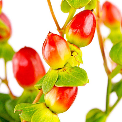 Hypericum - Hot Pink - Santa Maria Garden