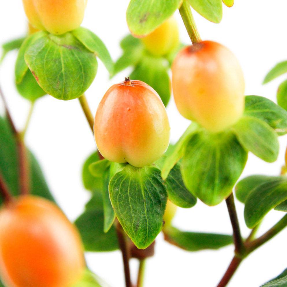 Hypericum - Light Pink - Santa Maria Garden