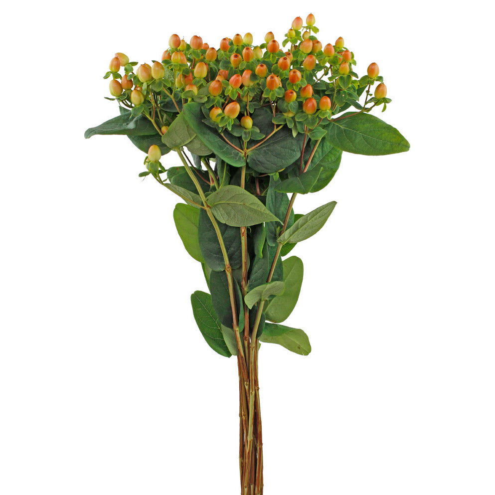 Hypericum - Light Pink - Santa Maria Garden