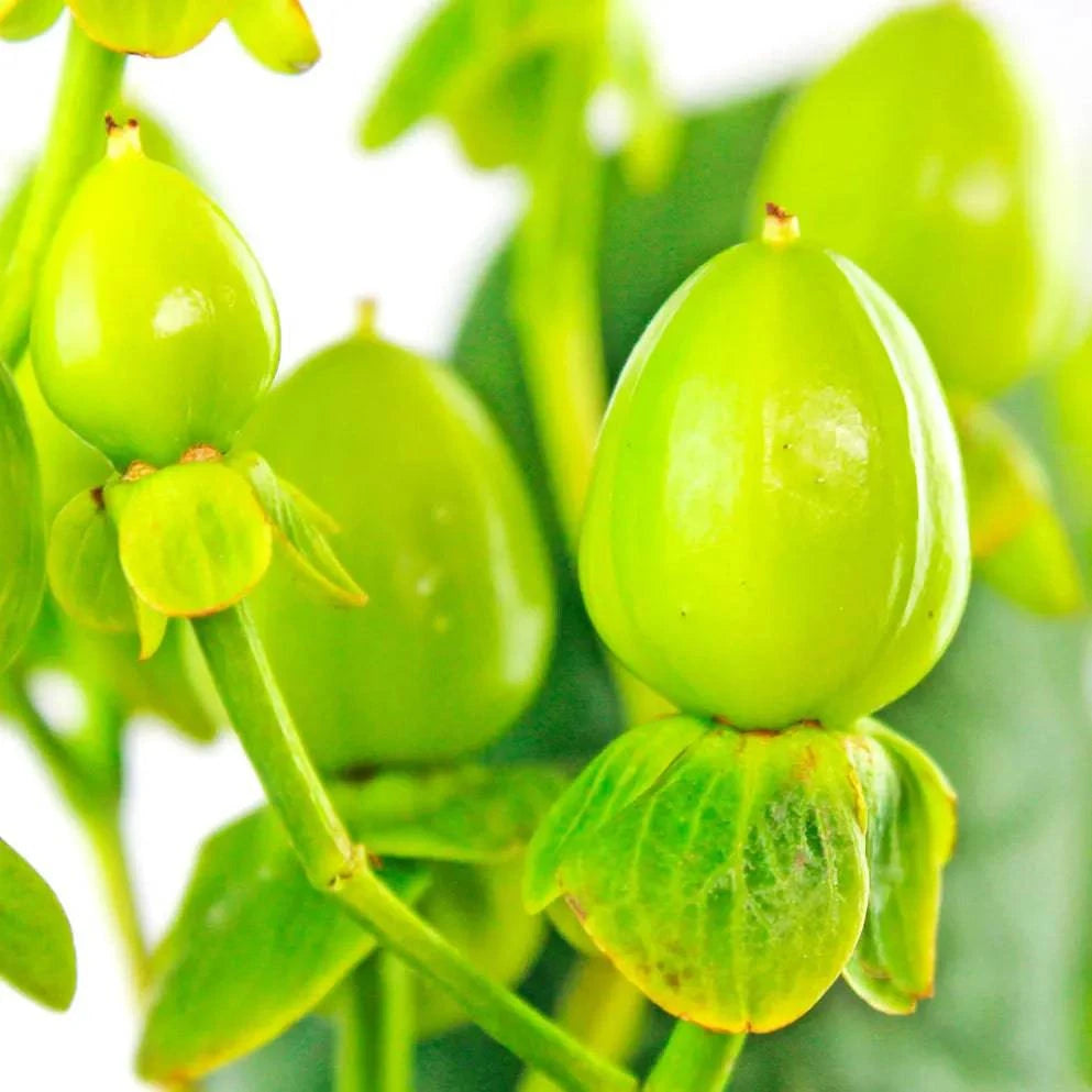 Hypericum - Green - Santa Maria Garden