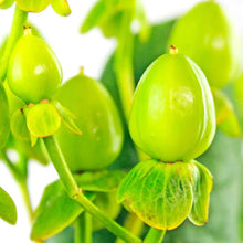 Hypericum - Green - Santa Maria Garden