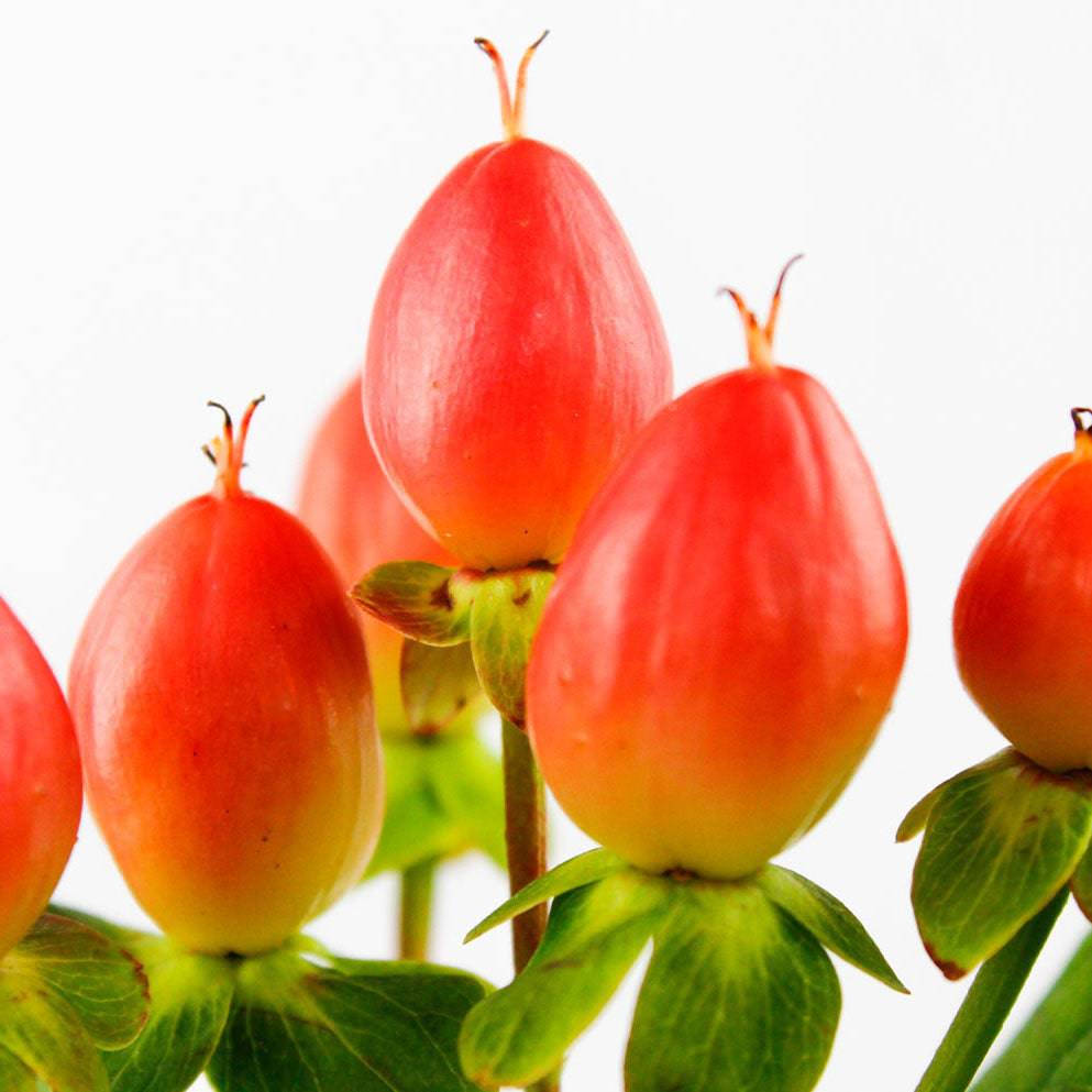 Hypericum - Pink - Santa Maria Garden