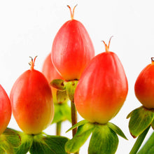 Hypericum - Pink - Santa Maria Garden