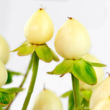 Hypericum - White - Santa Maria Garden