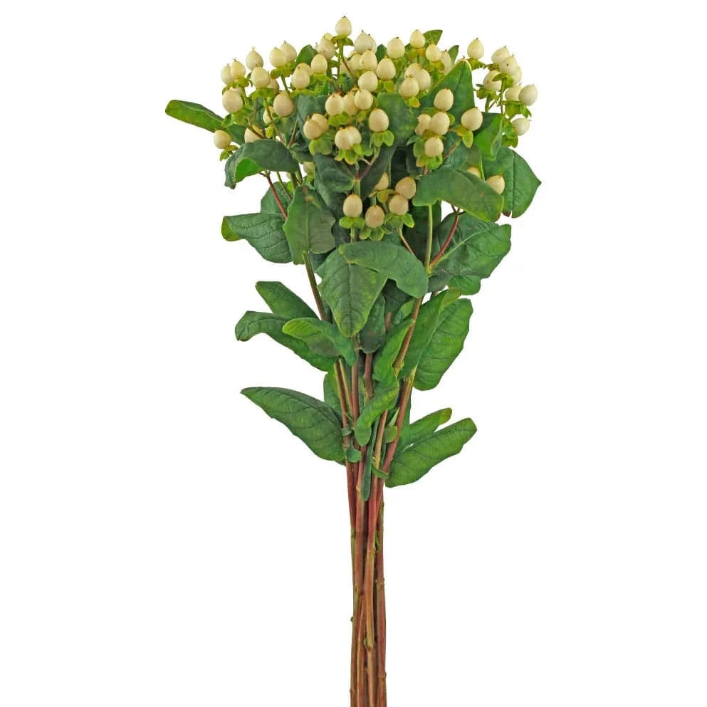 Hypericum - White - Santa Maria Garden