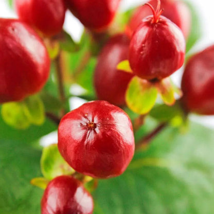Hypericum - Red - Santa Maria Garden
