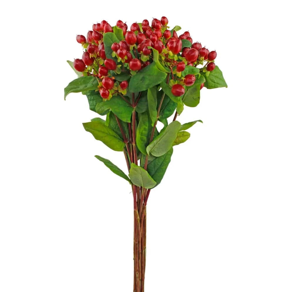 Hypericum - Red - Santa Maria Garden