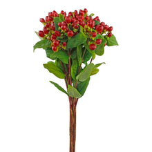 Hypericum - Red - Santa Maria Garden