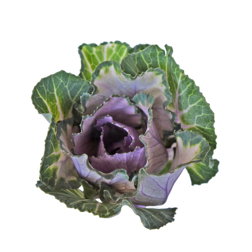 Kale - Pink - Santa Maria Garden