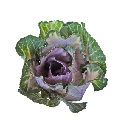 Kale - Pink - Santa Maria Garden