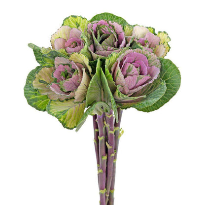 Kale - Pink - Santa Maria Garden