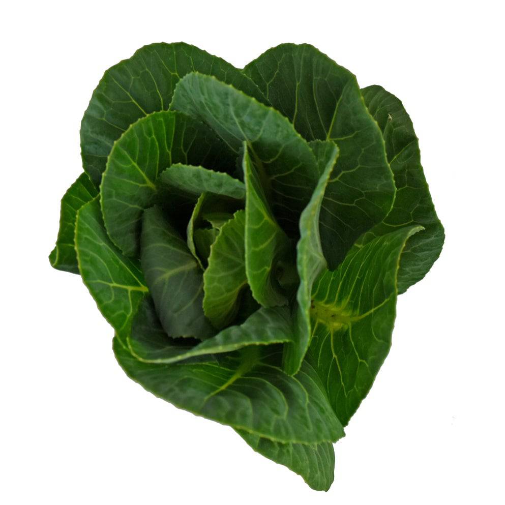 Kale - Green - Santa Maria Garden