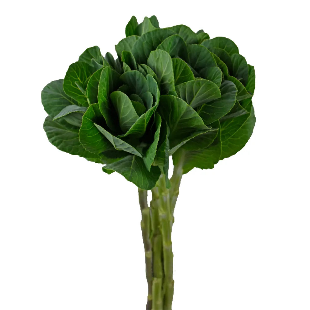 Kale - Green - Santa Maria Garden