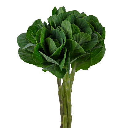 Kale - Green - Santa Maria Garden