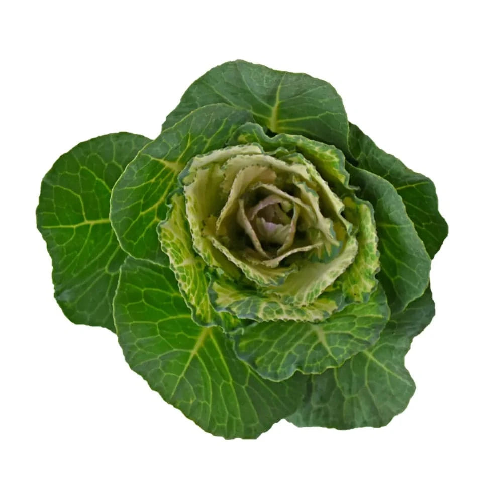 Kale - White - Santa Maria Garden
