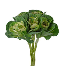 Kale - White - Santa Maria Garden