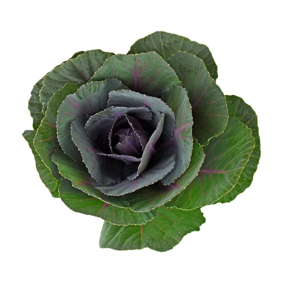 Kale - Purple - Santa Maria Garden