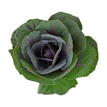 Kale - Purple - Santa Maria Garden