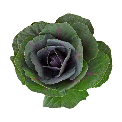 Kale - Purple - Santa Maria Garden