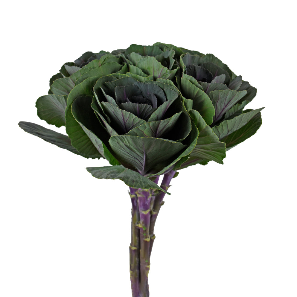 Kale - Purple - Santa Maria Garden