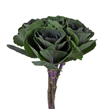 Kale - Purple - Santa Maria Garden