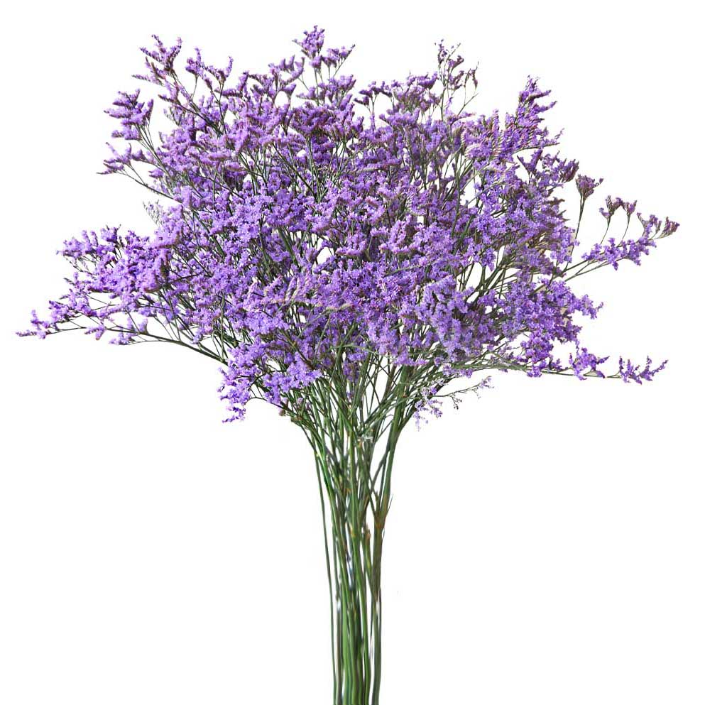 Limonium - Maine Blue - Santa Maria Garden
