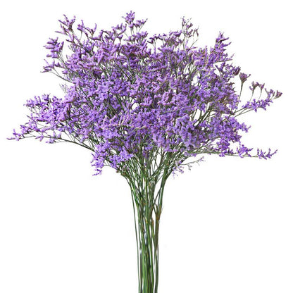 Limonium - Maine Blue - Santa Maria Garden