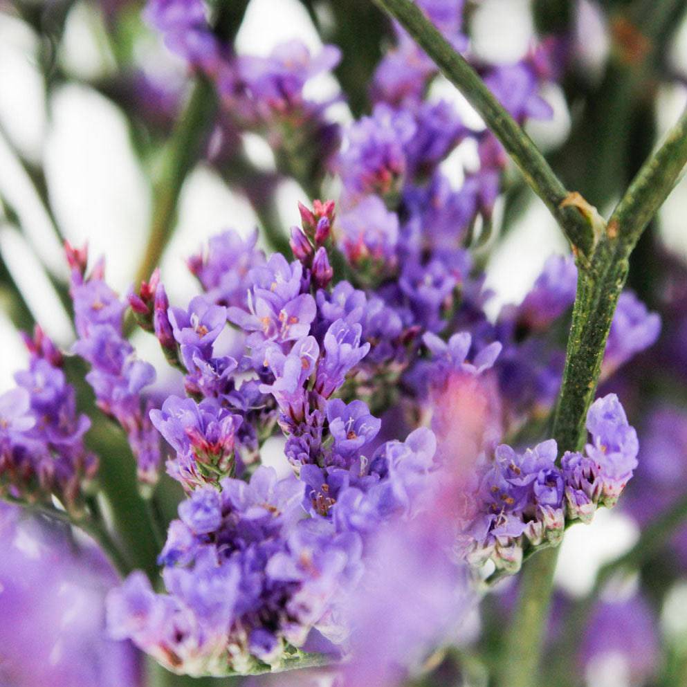 Limonium - Maine Blue - Santa Maria Garden