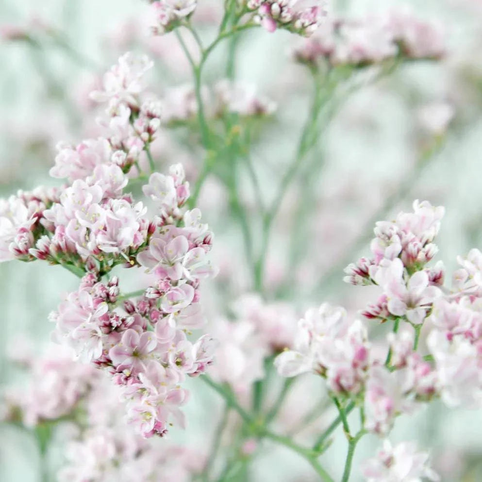 Limonium - Oshi Pink - Santa Maria Garden