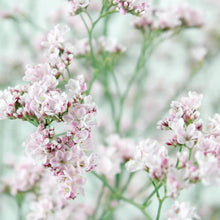 Limonium - Oshi Pink - Santa Maria Garden