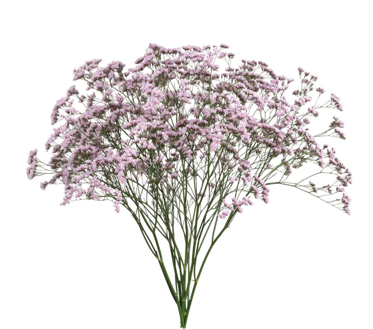 Limonium - Oshi Pink - Santa Maria Garden