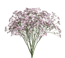 Limonium - Oshi Pink - Santa Maria Garden