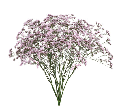 Limonium - Oshi Pink - Santa Maria Garden