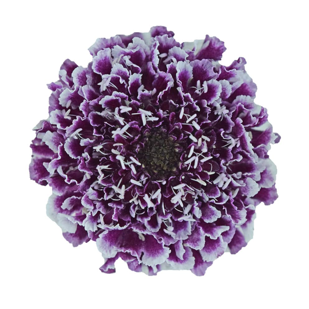 Scabiosa - Bicolour - Santa Maria Garden