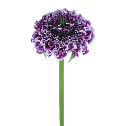 Scabiosa - Bicolour - Santa Maria Garden
