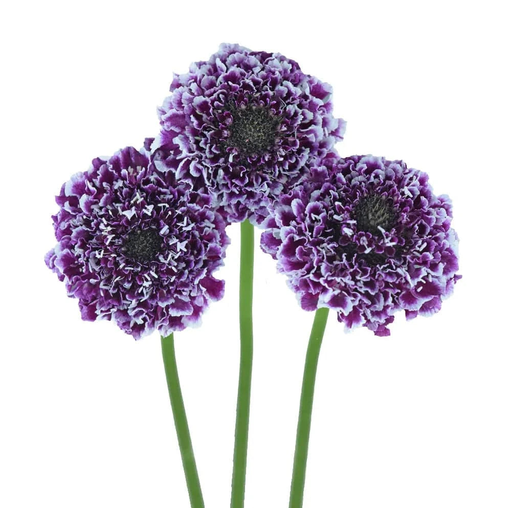 Scabiosa - Bicolour - Santa Maria Garden