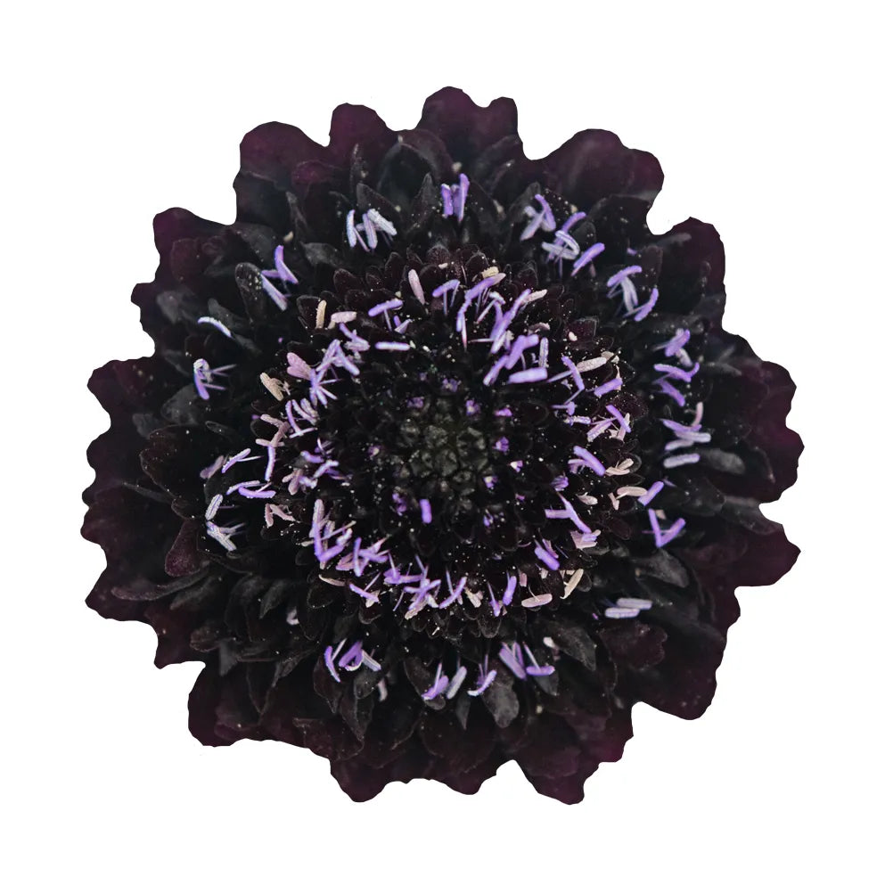 Scabiosa - Dark Purple - Santa Maria Garden