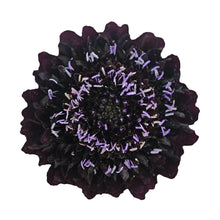 Scabiosa - Dark Purple - Santa Maria Garden