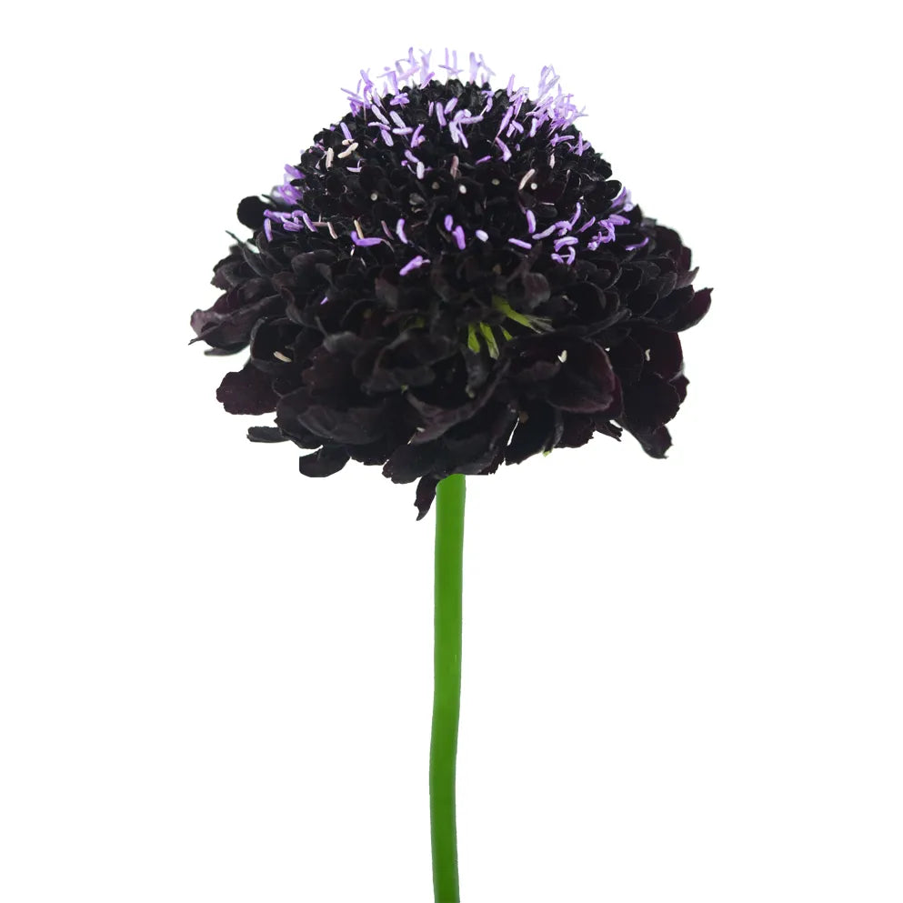 Scabiosa - Dark Purple - Santa Maria Garden