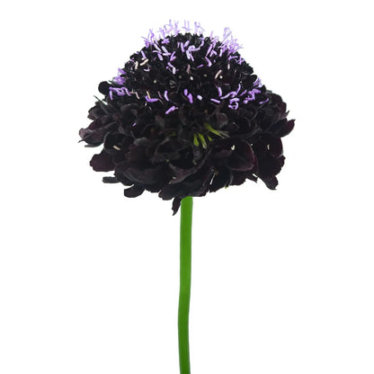 Scabiosa - Dark Purple - Santa Maria Garden