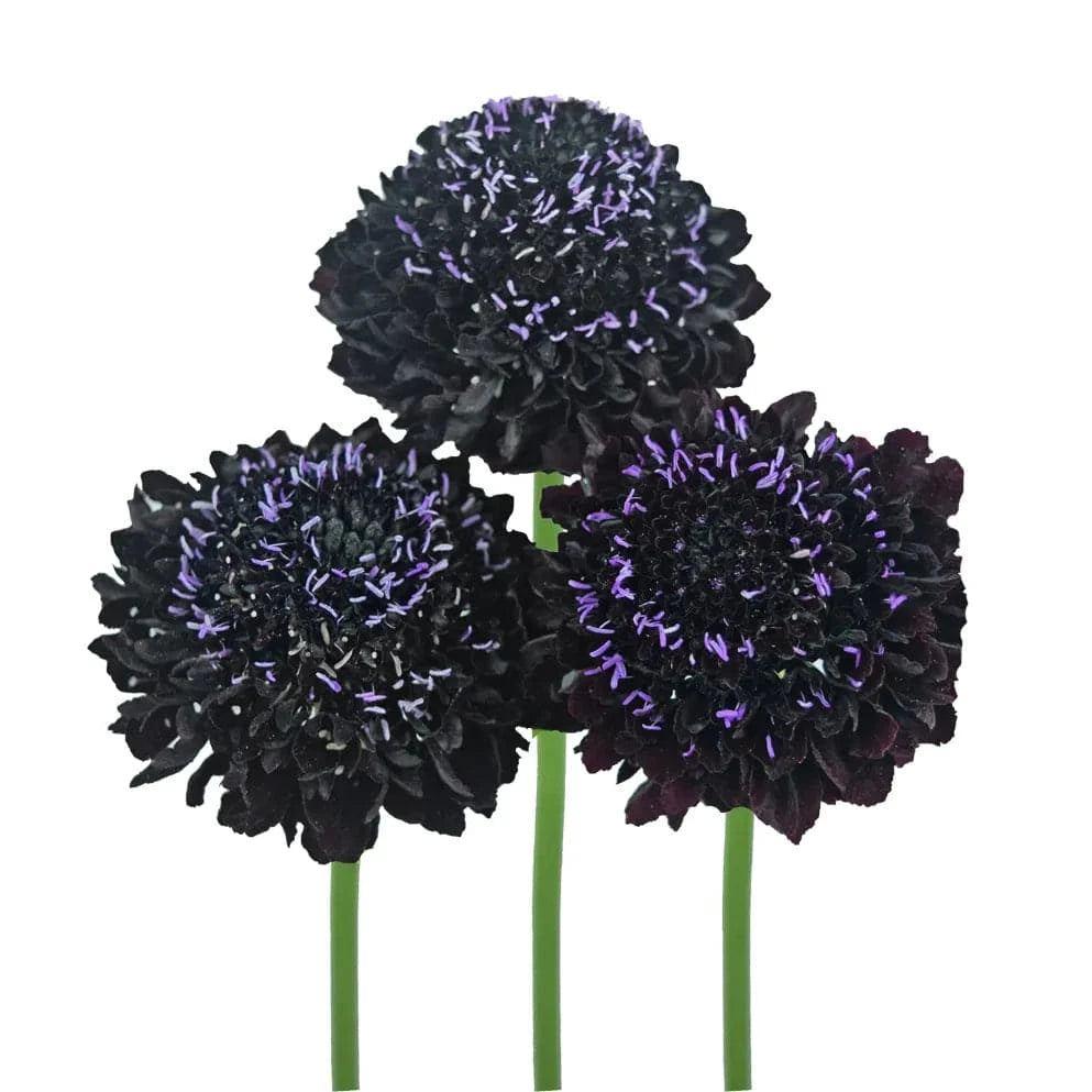 Scabiosa - Dark Purple - Santa Maria Garden