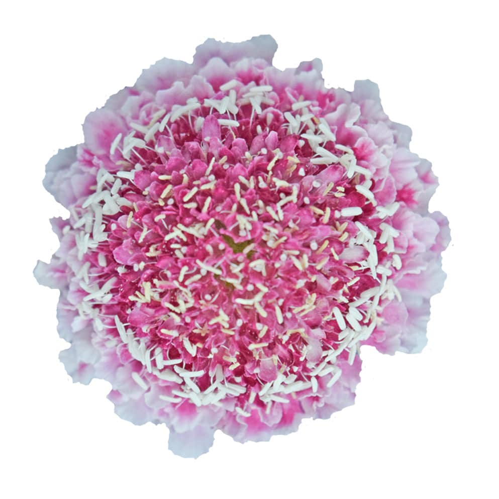 Scabiosa - Pink - Santa Maria Garden