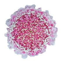 Scabiosa - Pink - Santa Maria Garden